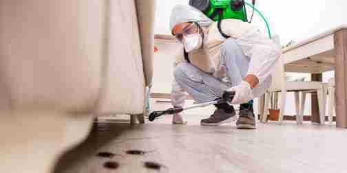 Cockroach Pest Control Dubai