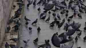 Read more about the article How to Get Rid of Pigeons with Bird Pest Control