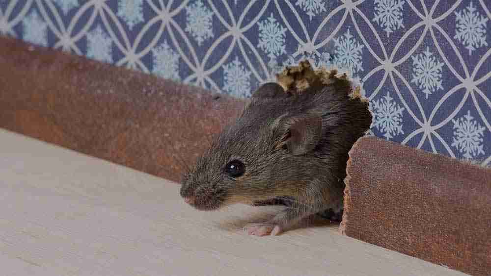 Rodent Control Dubai