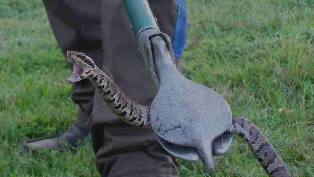 Snake Control Dubai​