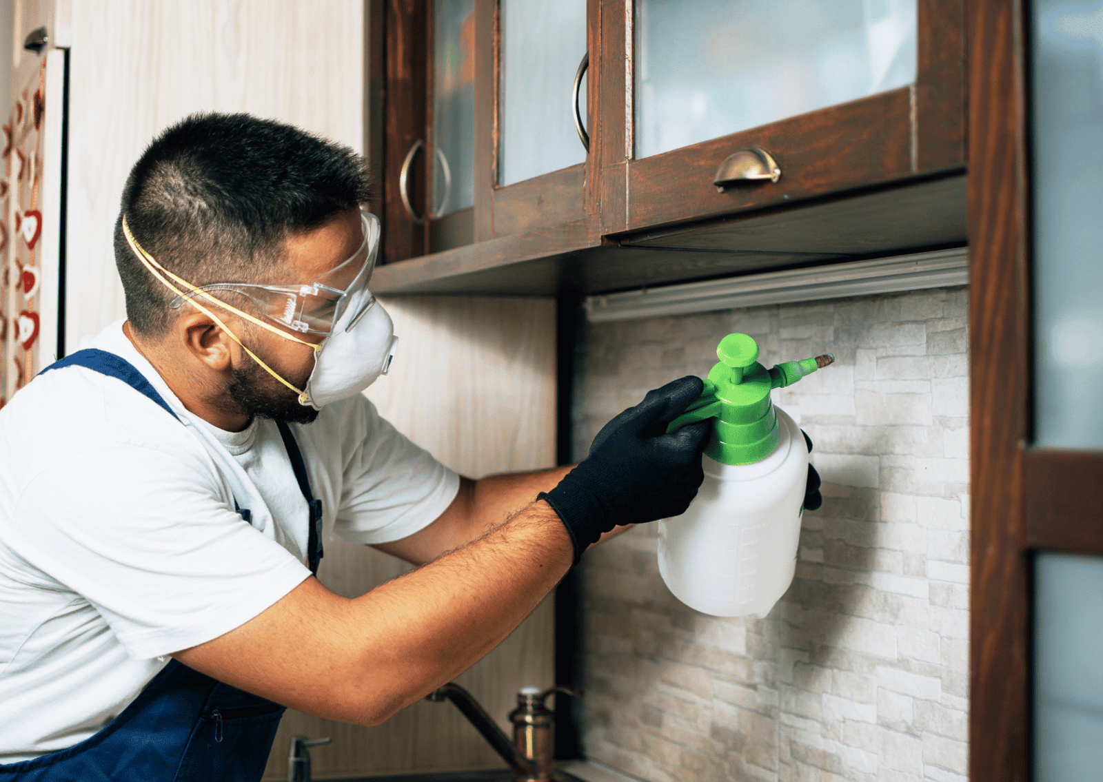 Spider Control Dubai