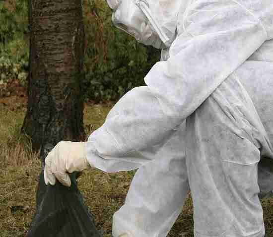 Bird Control Services Dubai