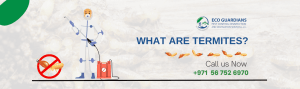 Read more about the article What are Termites?