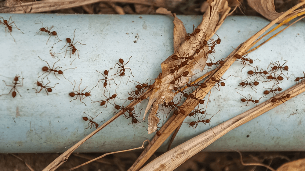 Ants Control Treatment