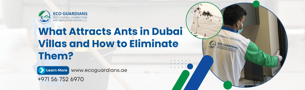 Ants Pest Removal Dubai