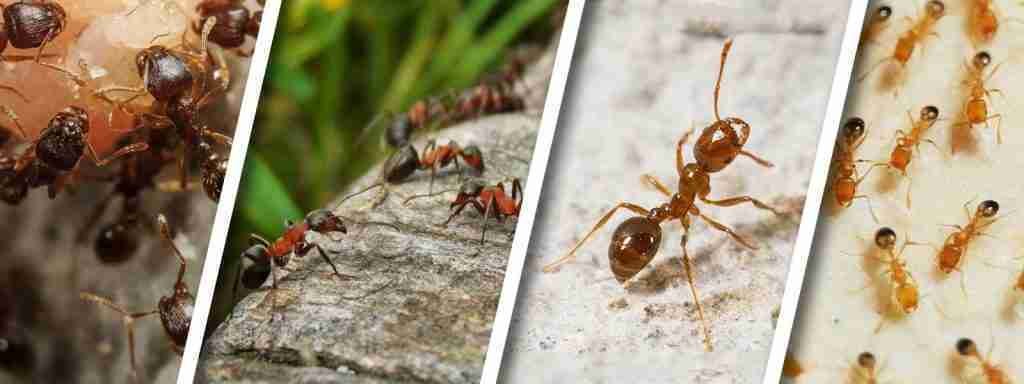 Ants Pest Removal Dubai