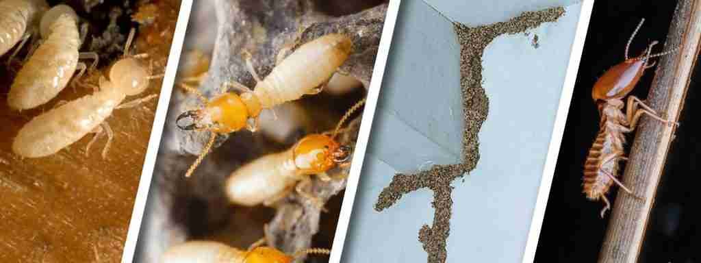 Termite Control Treatment Dubai