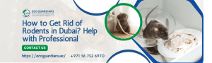 Read more about the article How to Get Rid of Rodents in Dubai? Help with Professional