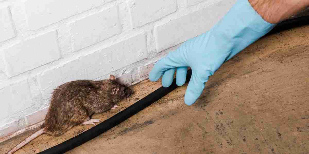 Rodent Control Near You