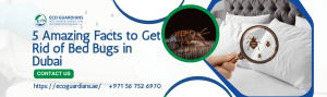 Read more about the article 5 Amazing Facts to Get Rid of Bed Bugs in Dubai