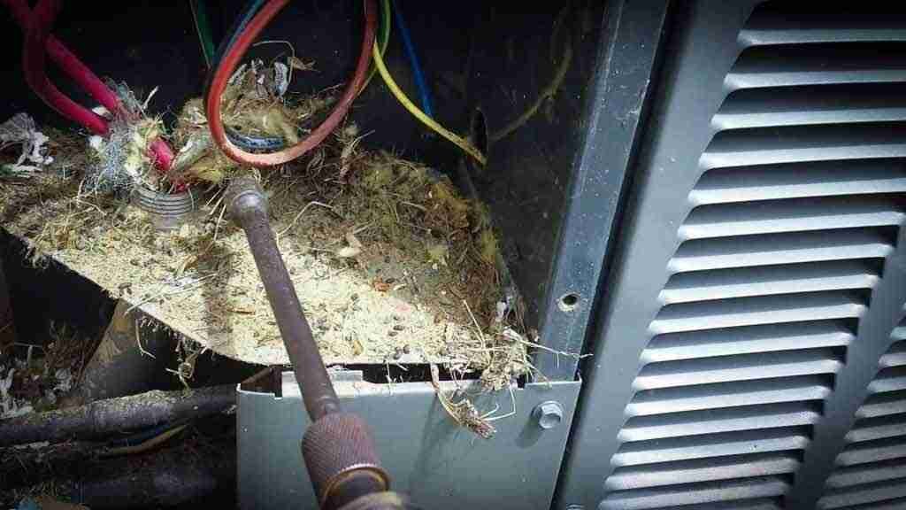 Pest Control for AC Services