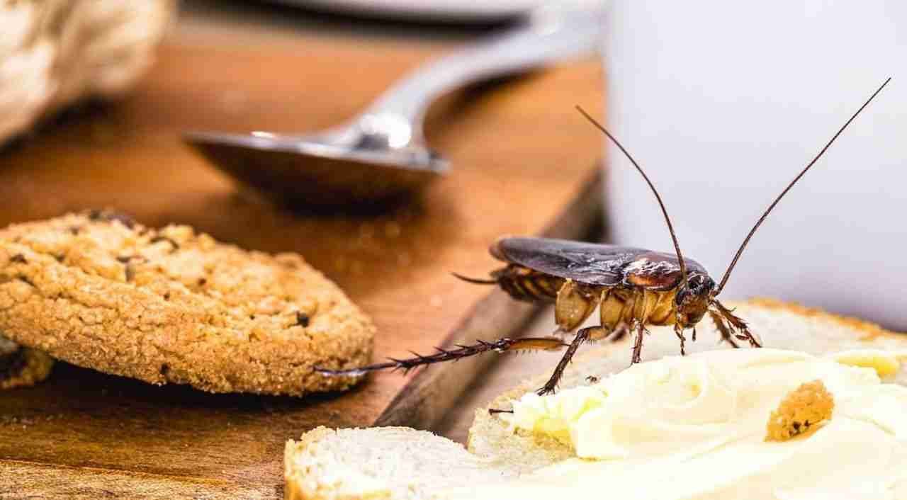 Causes of Pest Infestations