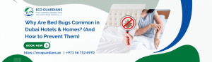 Read more about the article Why Are Bed Bugs Common in Dubai Hotels & Homes? (And How to Prevent Them)