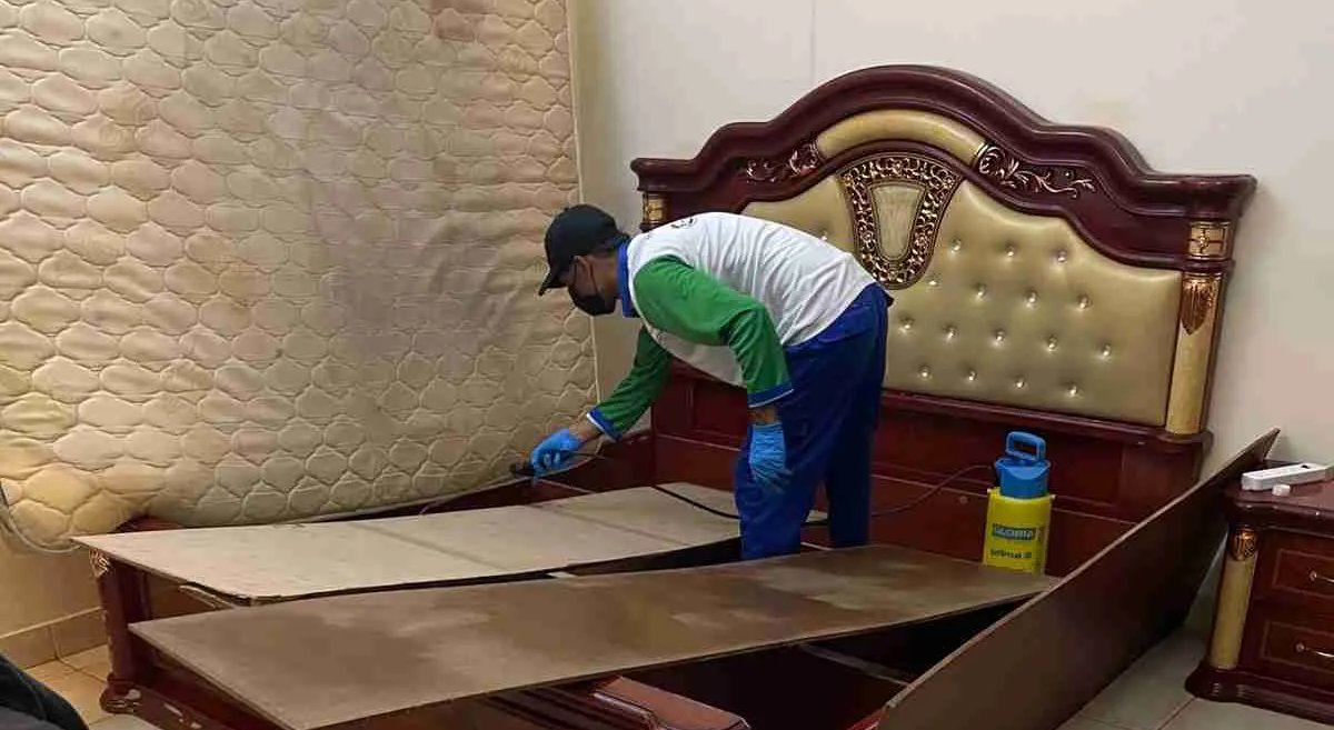 Bed Bugs Pest Control Dubai