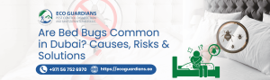 Read more about the article Are Bed Bugs Common in Dubai? Causes, Risks & Solutions